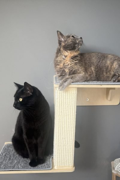 Dos gatos utilizando un rascador para mascotas en un entorno doméstico | Agencia Brilla.