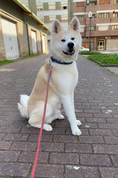 Akita con correa en un paseo por la ciudad