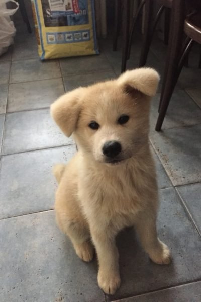 Cachorro de Akita con orejas caídas en su hogar